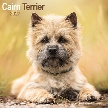 Naptár 2027 Cairn terrier