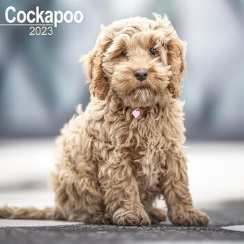Naptár 2027 Cockapoo