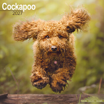 Naptár 2027 Cockapoo