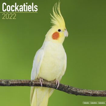 Naptár 2027 Cockatiels