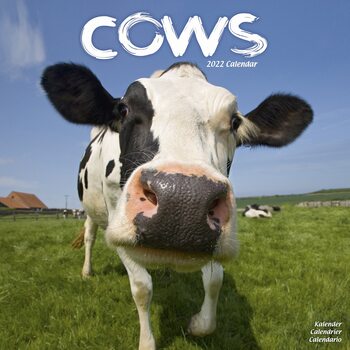 Naptár 2027 Cows