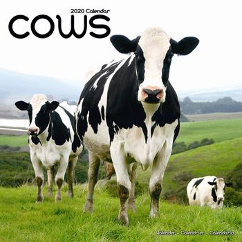 Naptár 2027 Cows