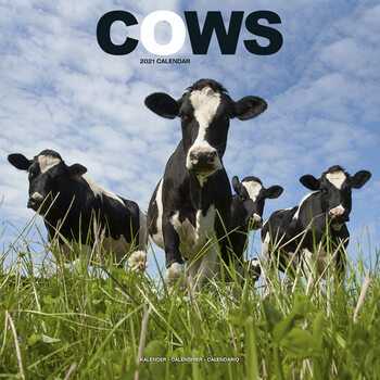 Naptár 2027 Cows