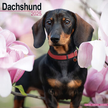 Naptár 2027 Dachshund