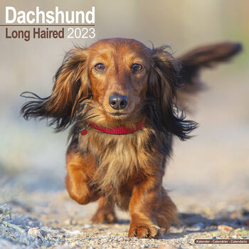 Naptár 2027 Dachshund (Longhaired)