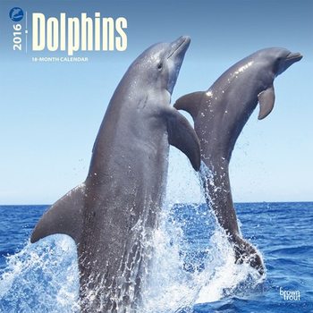 Naptár 2027 Delfin