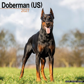 Naptár 2027 Doberman