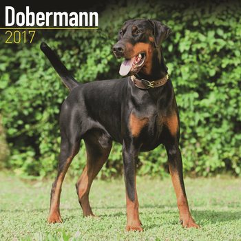 Naptár 2027 Dobermann
