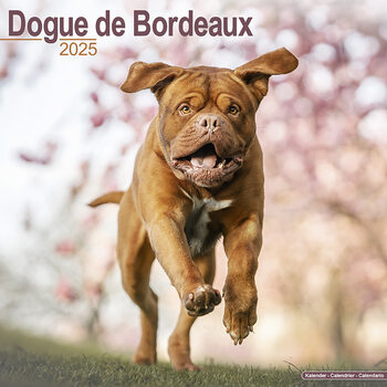 Naptár 2027 Dogue de Bordeaux