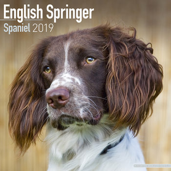 Naptár 2027 Eng Springer Spaniel