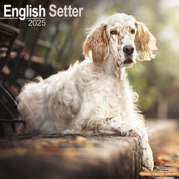 Naptár 2027 English Setter