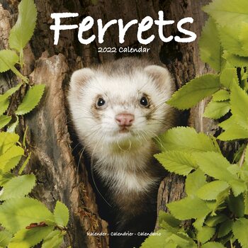 Naptár 2027 Ferrets