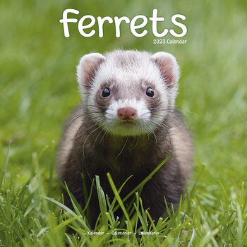 Naptár 2027 Ferrets