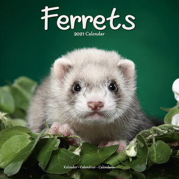 Naptár 2027 Ferrets
