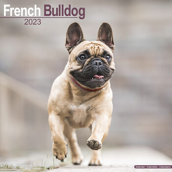 Naptár 2023 French Bulldog