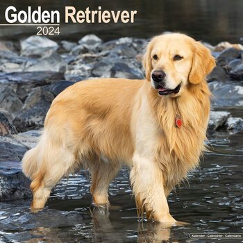 Naptár 2027 Golden Retriever