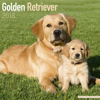 Naptár 2027 Golden Retriever