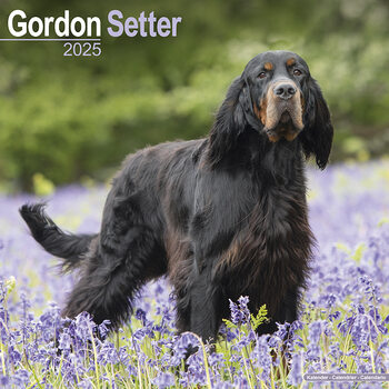 Naptár 2027 Gordon Setter