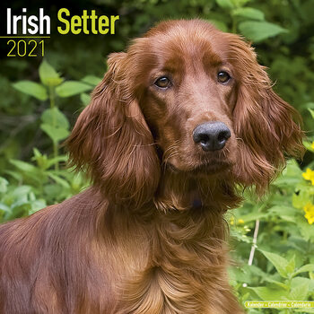 Naptár 2027 Irish Setter