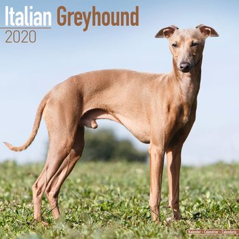 Naptár 2027 Italian Greyhound