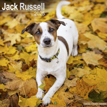 Naptár 2027 Jack Russell