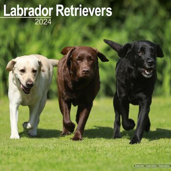 Naptár 2027 Labrador Ret (Mixed)