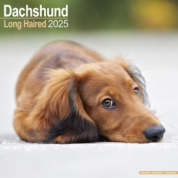 Naptár 2027 Longhaired Dachshund