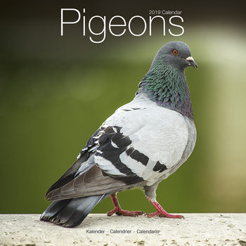 Naptár 2027 Pigeons