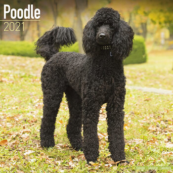 Naptár 2027 Poodle