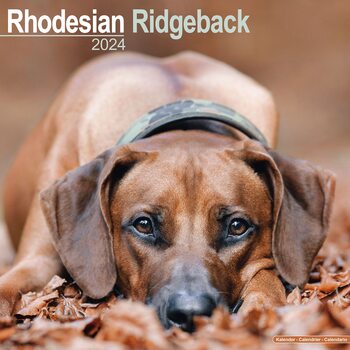 Naptár 2027 Rhodesian Ridgeback