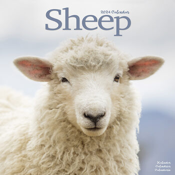 Naptár 2027 Sheep