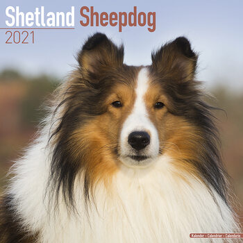Naptár 2027 Shetland Sheepdog