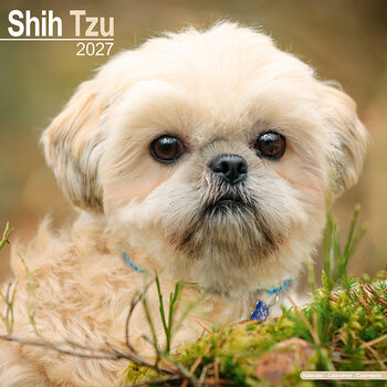 Naptár 2027 Shih tzu