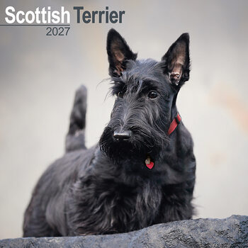 Naptár 2027 Skót terrier