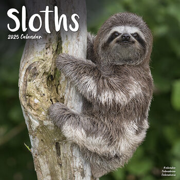 Naptár 2027 Sloths