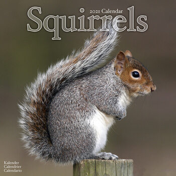 Naptár 2027 Squirrels