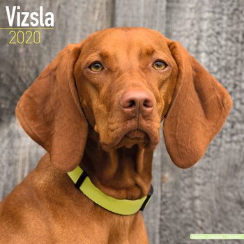 Naptár 2027 Vizsla