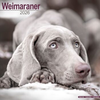 Naptár 2026 Weimaraner