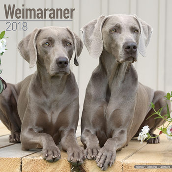 Naptár 2027 Weimaraner