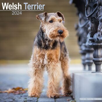 Naptár 2027 Welsh Terrier