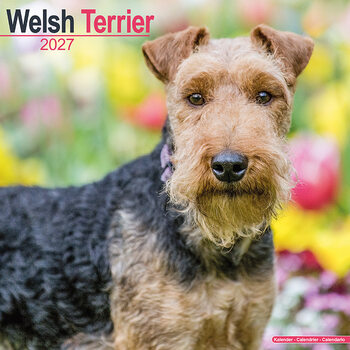 Naptár 2027 Welsh terrier