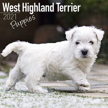 Naptár 2027 West Highland Terrier