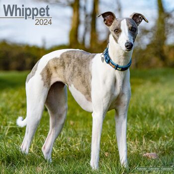 Naptár 2027 Whippet