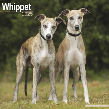 Naptár 2027 Whippet