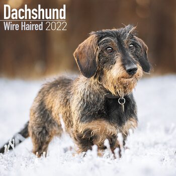 Naptár 2027 Wirehaired Dachshund