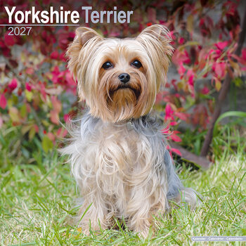 Naptár 2027 Yorkshire terrier
