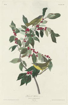 Quadro su tela Nashville Warbler, 1830