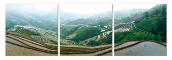 Plantations on the hills Obraz