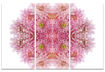 Obraz na plátně Alyson Fennell - Pink Chrysanthemum Explosion
