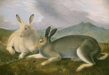 Obraz na plátně Arctic Hare, c.1841